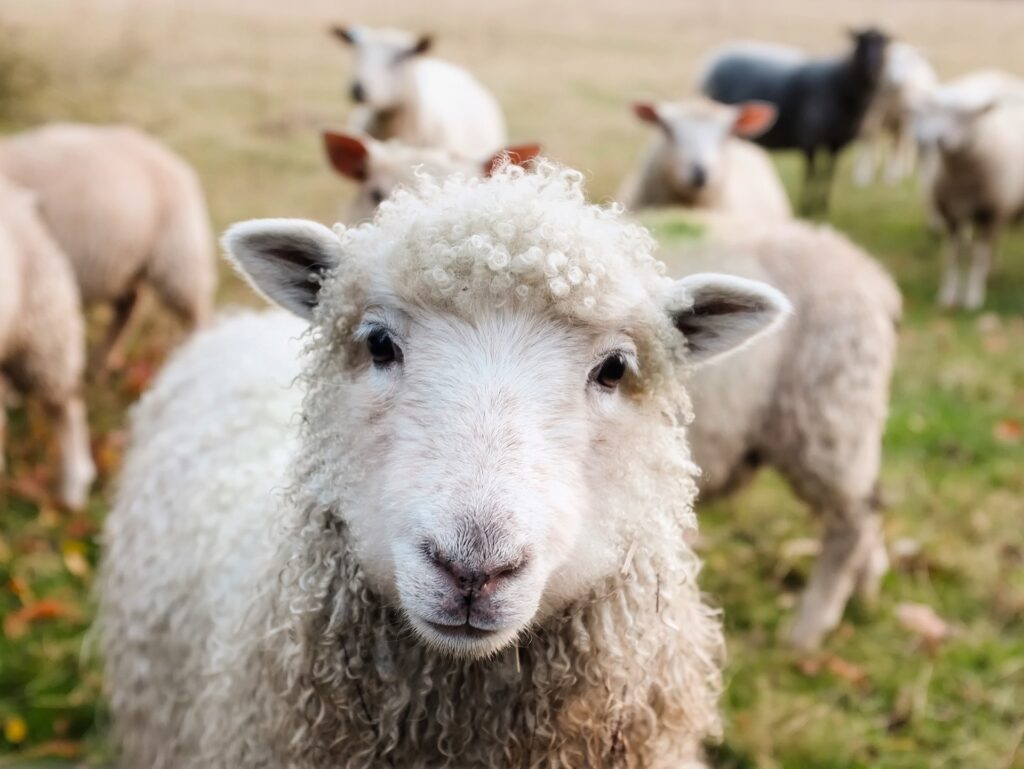 Massage bien-être pour moutons et ovins en Moselle