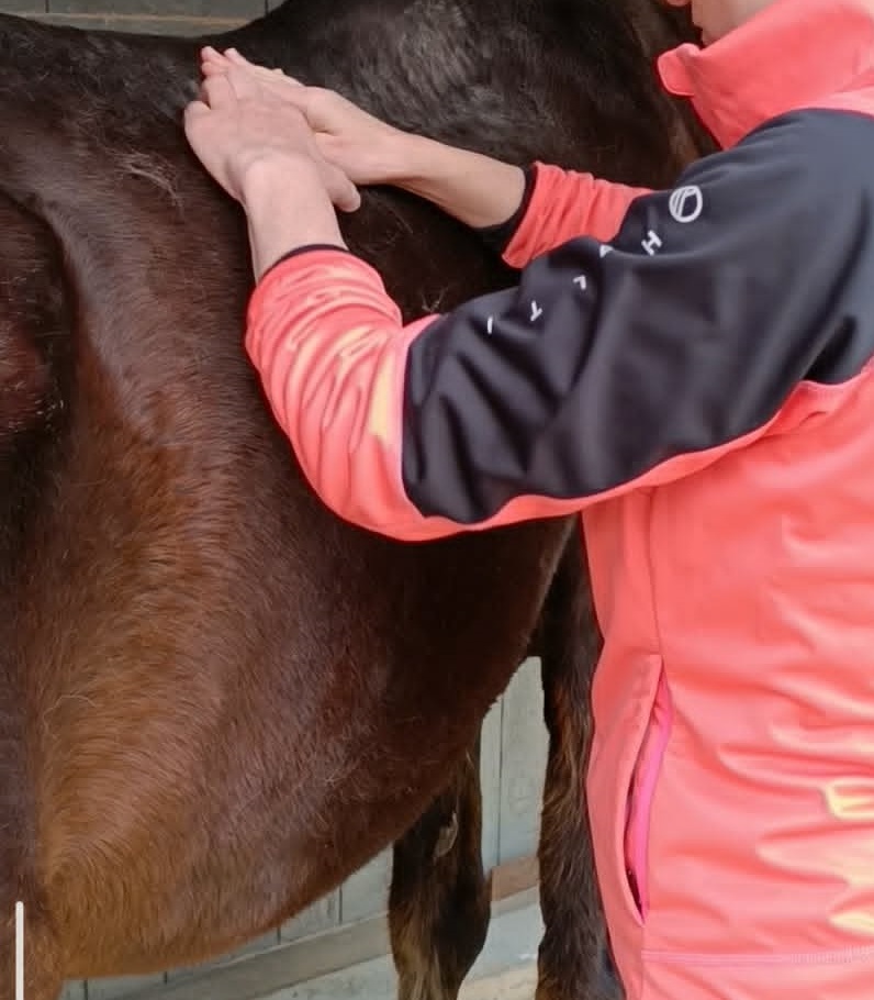 Séance de bien-être et de massage auprès d’un cheval