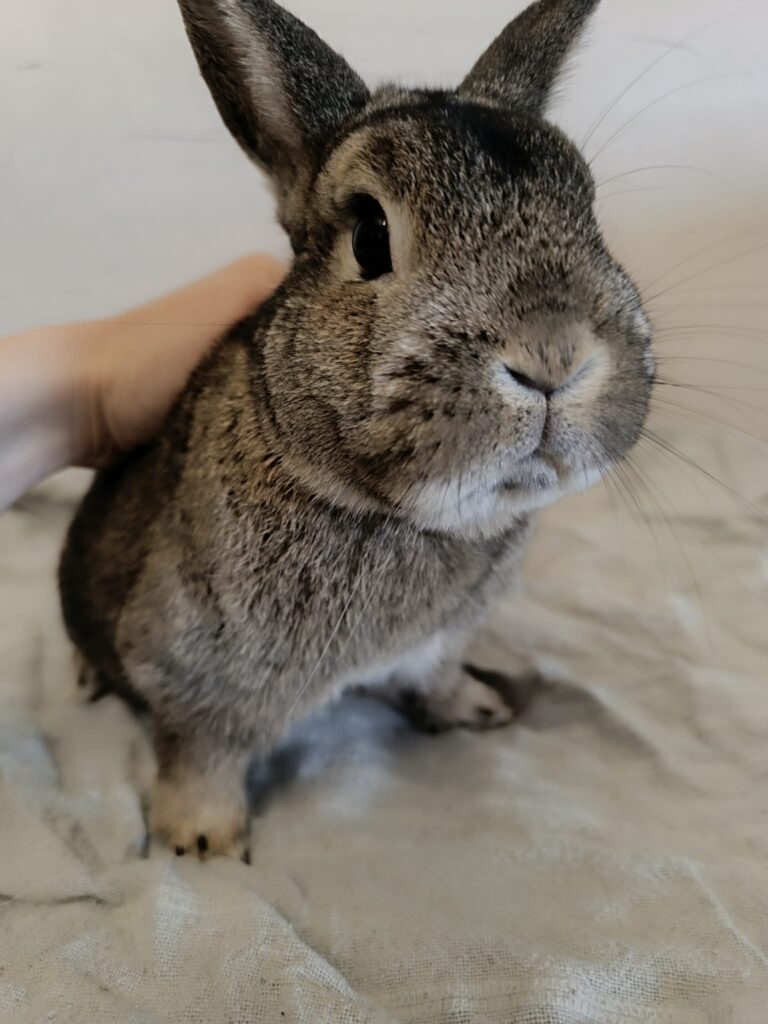 Lapin accompagné avec douceur dans une approche de bien-être animal