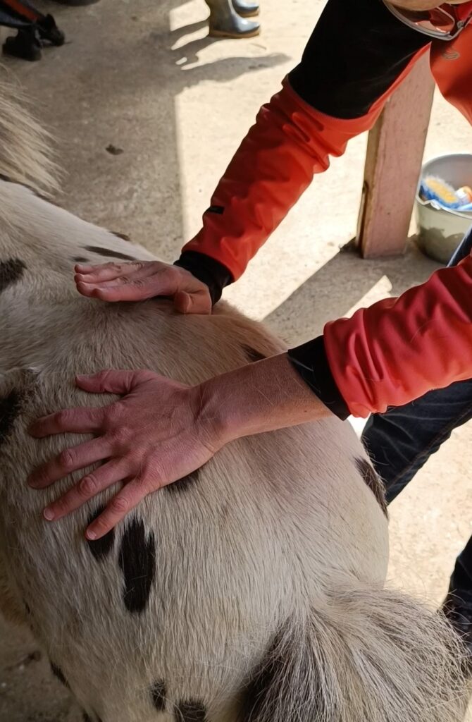 Massage bien-être d’un poney réalisé dans le respect de l’animal