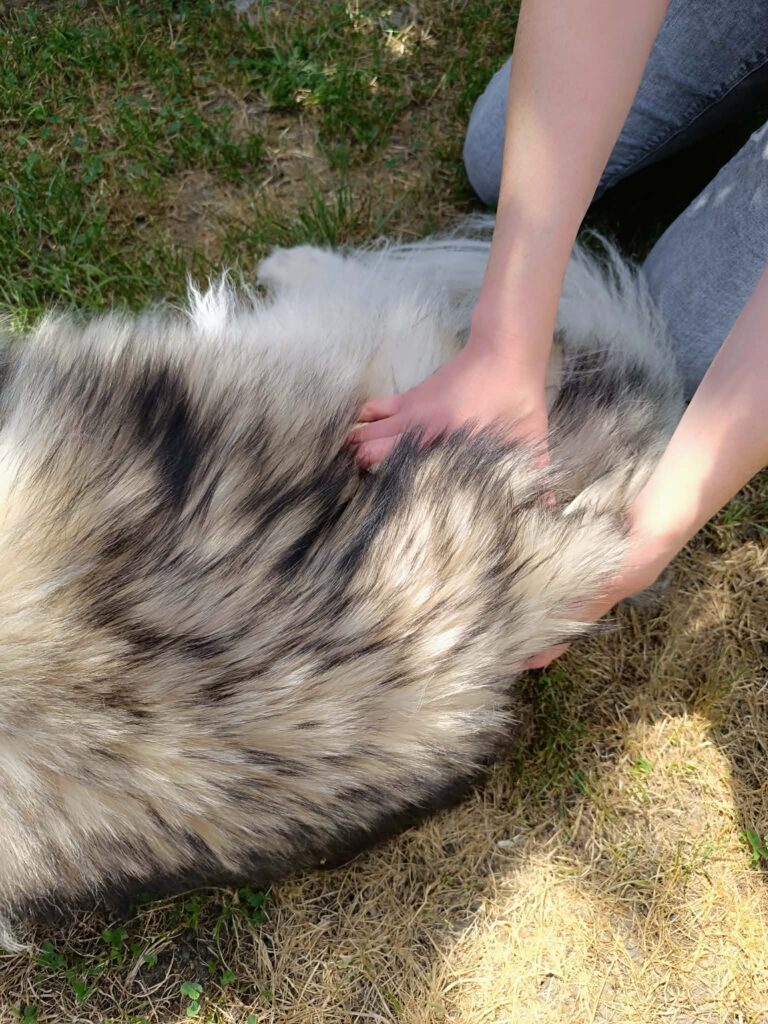 Massage bien-être d’un chien en Moselle