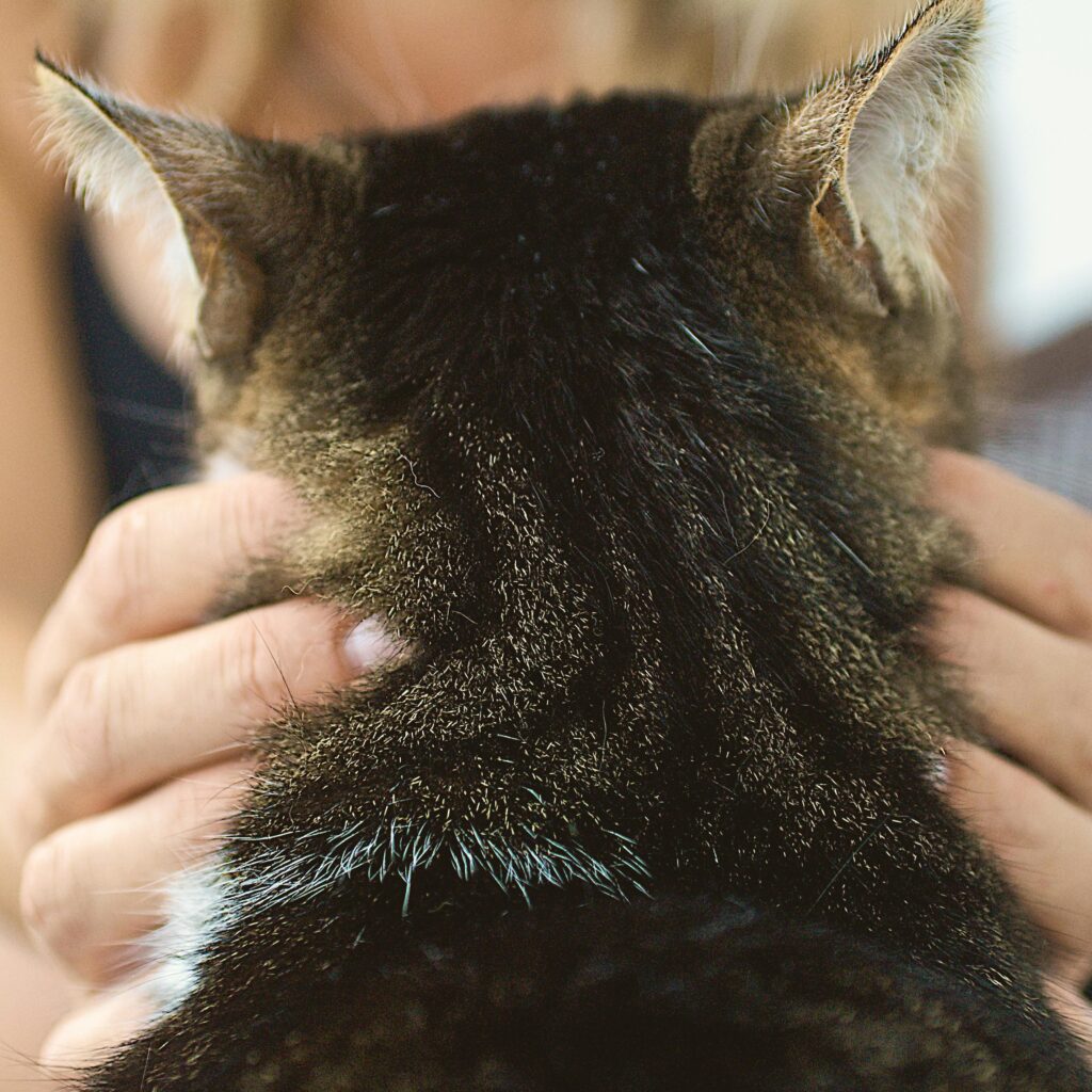 Massage personnalisé adapté aux besoins de l’animal