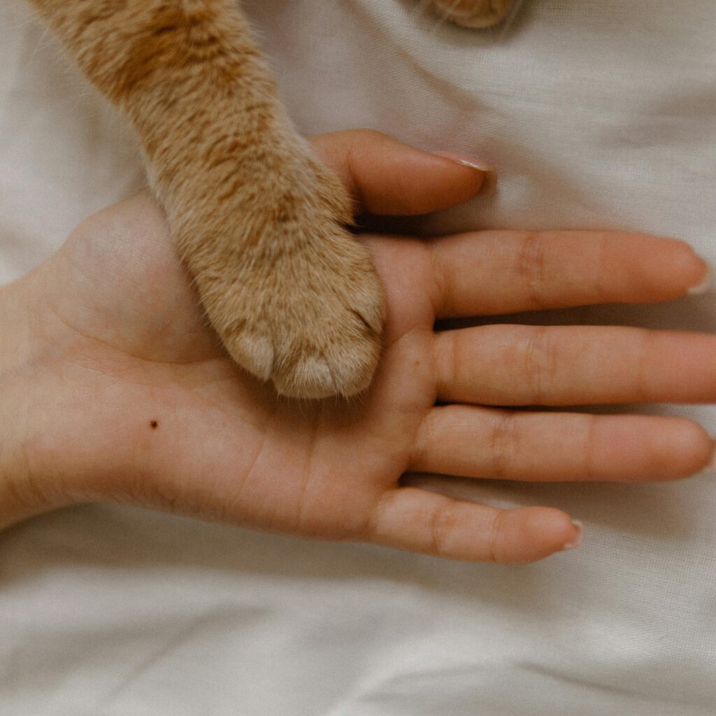 Relation de confiance et de douceur entre l’humain et le chien
