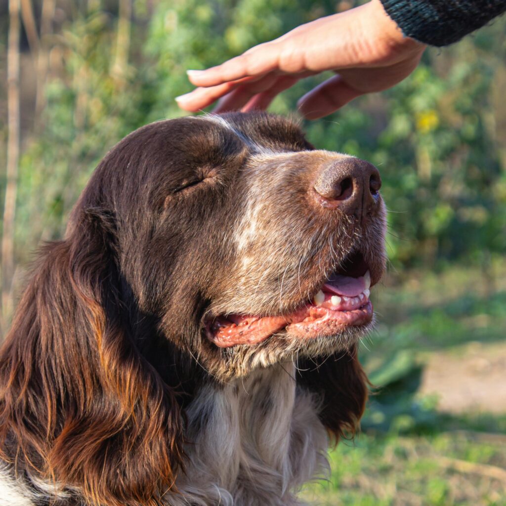 Chien profitant d’un moment de bien-être dans la nature
