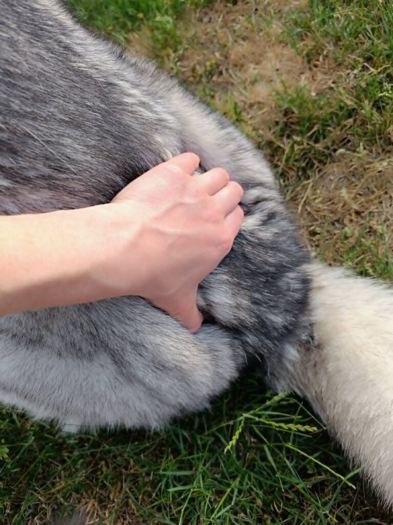 Massage bien-être d’un chien réalisé à domicile en Moselle