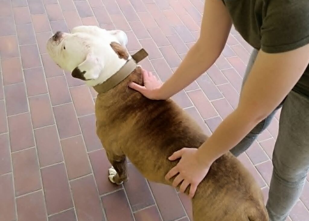 Séance de massage bien-être adaptée aux besoins d’un chien
