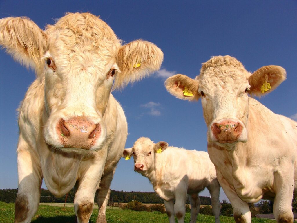 Massage bien-être pour bovins en Moselle