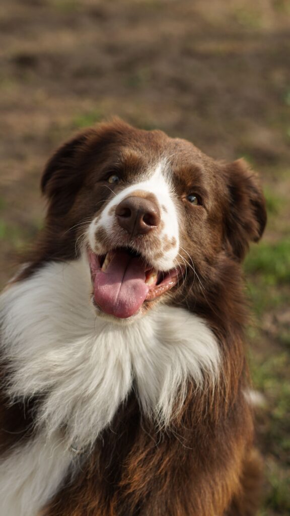 Chien pouvant bénéficier d’un massage bien-être en Moselle