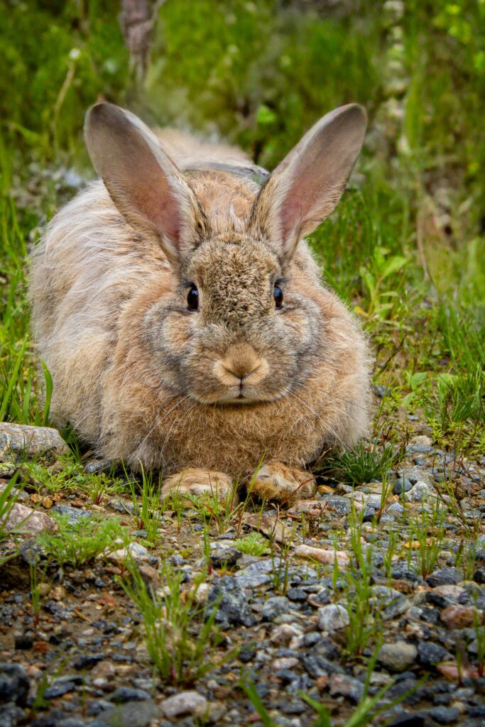 Massage bien-être pour lapin et NAC en Moselle