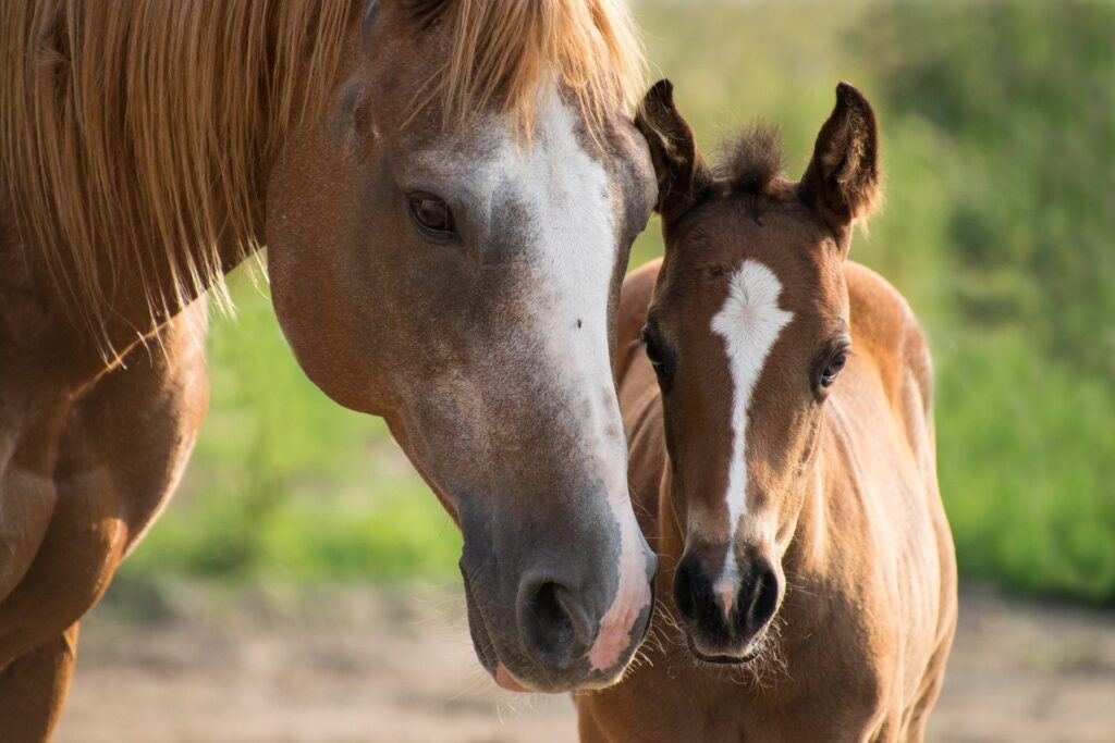 Massage bien-être pour chevaux en Moselle
